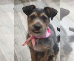 Small #8 Border Terrier Mix