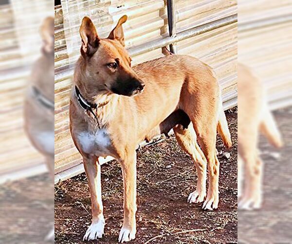 Medium Photo #2 Australian Shepherd-German Shepherd Dog Mix Puppy For Sale in Fallbrook, CA, USA
