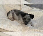 Small Mutt