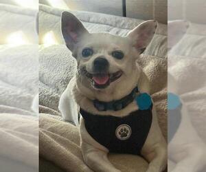 Chihuahua Dogs for adoption in San Antonio, TX, USA
