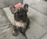 Small French Bulldog