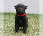 Small Photo #4 Belgian Malinois Puppy For Sale in POMONA, CA, USA