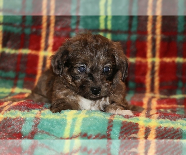 Medium Photo #1 Yorkiepoo mix (+ Poodle Toy) Puppy For Sale in DYERSBURG, TN, USA