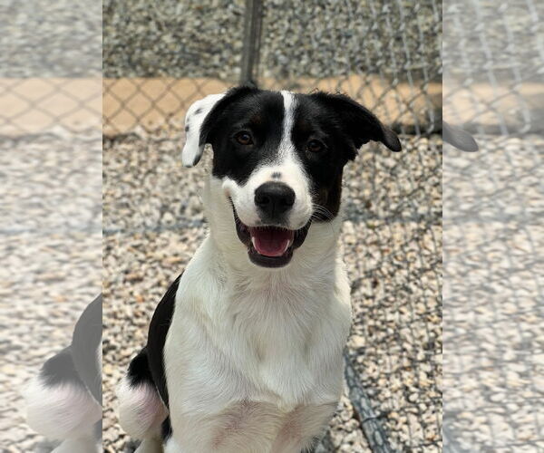 Medium Photo #3 Beagle-Unknown Mix Puppy For Sale in Manchester, MO, USA
