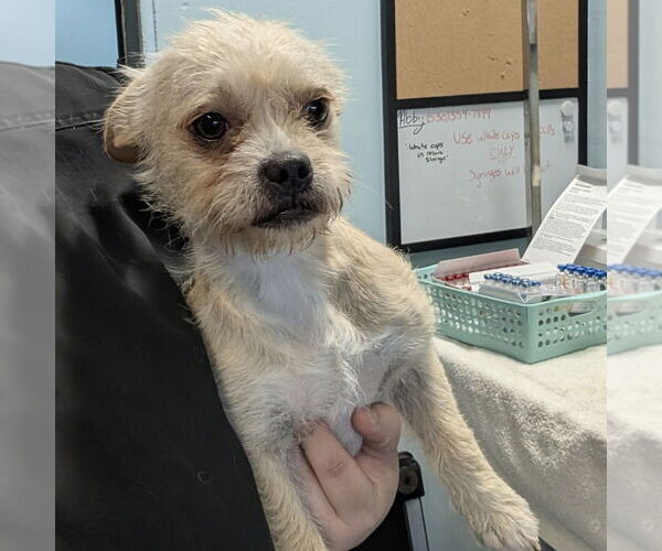 Medium Photo #1 Mutt Puppy For Sale in Chico, CA, USA