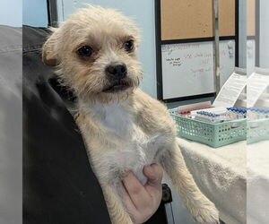 Mutt Dogs for adoption in Chico, CA, USA