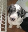 Small Photo #1 Australian Shepherd-Labradoodle Mix Puppy For Sale in MIDDLETOWN, RI, USA