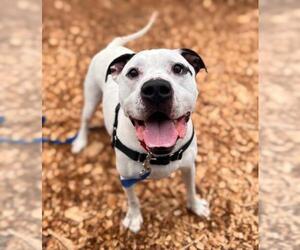 American Pit Bull Terrier Dogs for adoption in Waterford, VA, USA