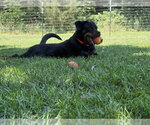Small #8 Rottweiler