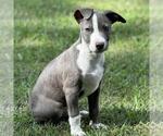 Small #2 Labrador Retriever Mix