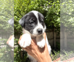 Small #2 Mutt