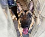 Small #1 German Shepherd Dog Mix