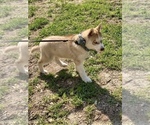 Small #4 Pomsky