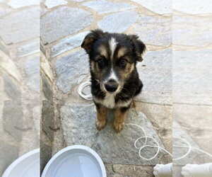 Murphy - Male German Shepherd Dog-Unknown Mix Dog for Adoption - Photo #4