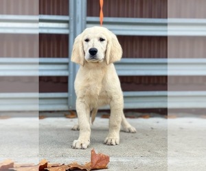 English Cream Golden Retriever Puppy for sale in MODESTO, CA, USA