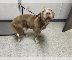 Mutt Dogs for adoption in Visalia, CA, USA