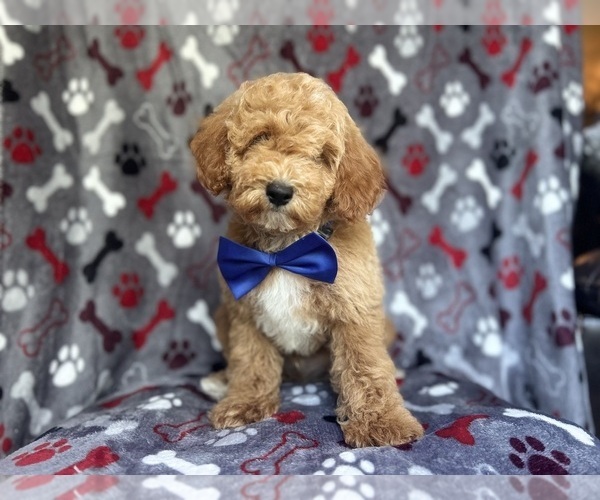 Medium Photo #4 Poodle (Miniature) Puppy For Sale in LAKELAND, FL, USA