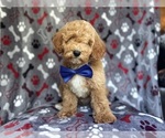 Small #3 Poodle (Miniature)