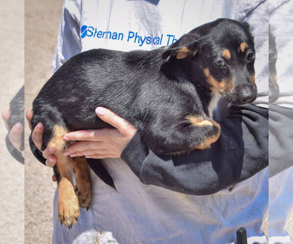 Medium Photo #3 German Shepherd Dog-Unknown Mix Puppy For Sale in Huntley, IL, USA
