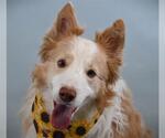 Small #1 Border Collie