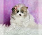 Small Photo #56 Pomeranian Puppy For Sale in WARSAW, IN, USA