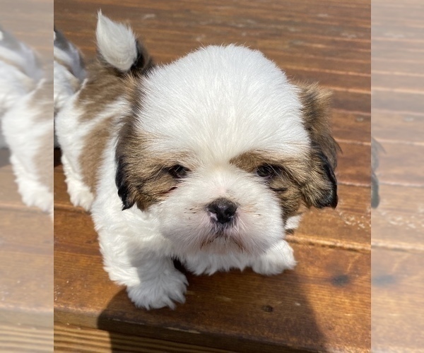 Medium Photo #1 Shih Tzu Puppy For Sale in SAINT FRANCIS, MN, USA