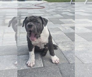American Bully Puppy for sale in NORTH PORT, FL, USA