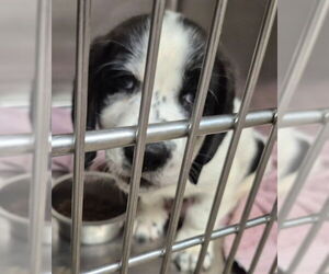 Great Pyrenees Dogs for adoption in Decatur, IL, USA