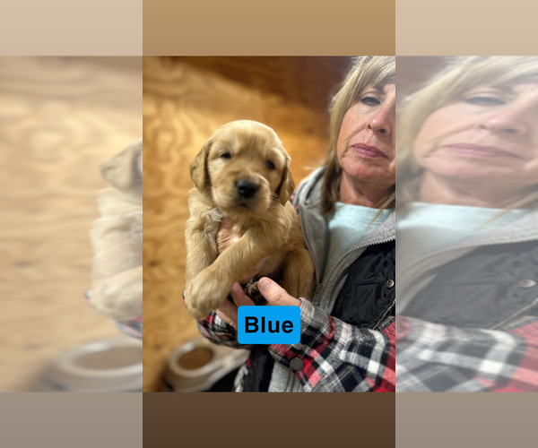 Medium Photo #2 Golden Retriever Puppy For Sale in FAYETTEVILLE, TN, USA
