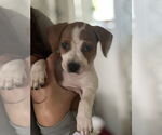 Small #2 American Pit Bull Terrier-Beagle Mix