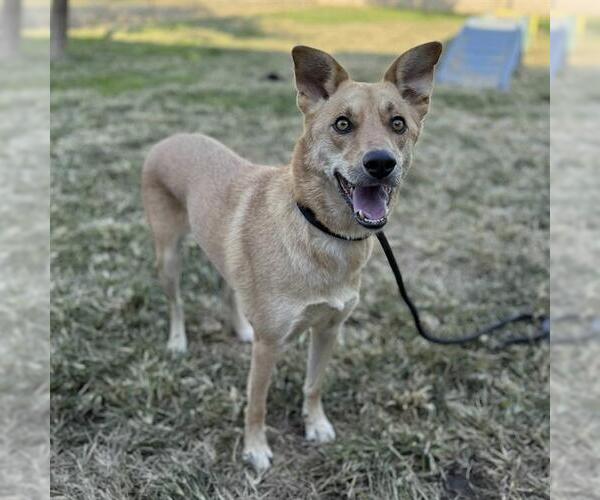 Medium Photo #2 German Shepherd Dog-Unknown Mix Puppy For Sale in Modesto, CA, USA