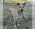 Small #1 German Shepherd Dog Mix