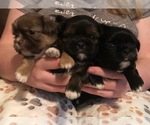 Puppy Ricky Shih Tzu