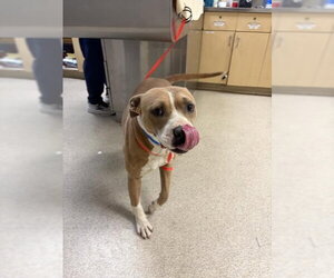 Mutt Dogs for adoption in Riverside, CA, USA