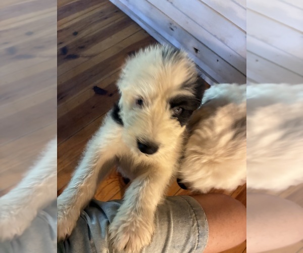 Medium Photo #4 Australian Shepherd-Old English Sheepdog Mix Puppy For Sale in BROKEN BOW, OK, USA