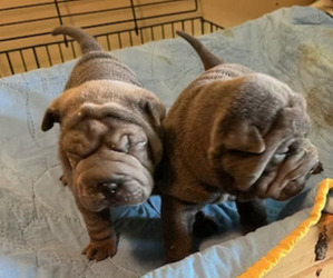 Chinese Shar-Pei Puppy for sale in BIXBY, OK, USA