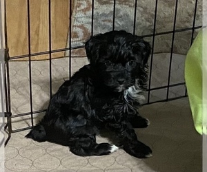 YorkiePoo Puppy for sale in GLOUCESTER, VA, USA