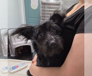 Poodle (Standard)-Unknown Mix Dogs for adoption in Chico, CA, USA