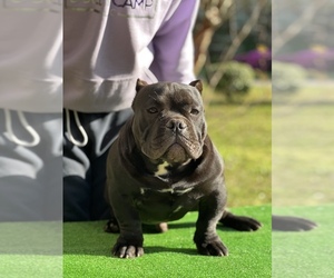 American Bully Puppy for sale in COVINGTON, GA, USA