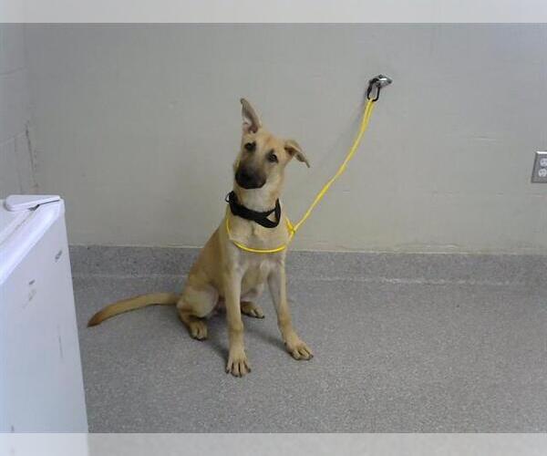 Medium Photo #1 German Shepherd Dog Puppy For Sale in Pasadena, TX, USA