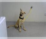 Small German Shepherd Dog