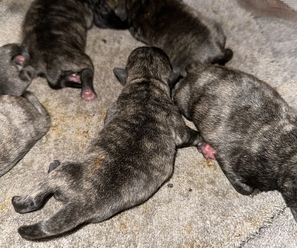 Medium Photo #14 Pug Puppy For Sale in TROY, MO, USA