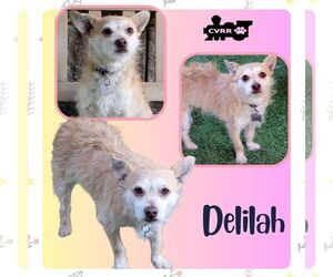 Mutt Dogs for adoption in Lindsay, CA, USA