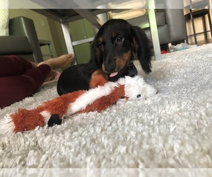 Dachshund Puppy for sale in TALLAHASSEE, FL, USA