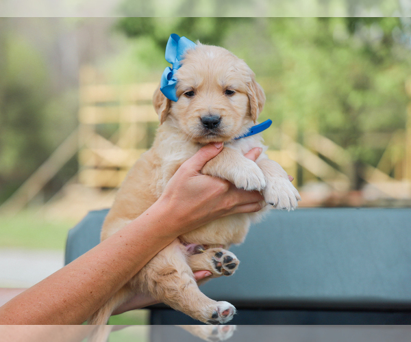 Medium Photo #4 Golden Retriever Puppy For Sale in LIBERTY, KY, USA
