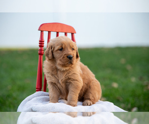 Golden Retriever Puppy for sale in BLUFFTON, OH, USA