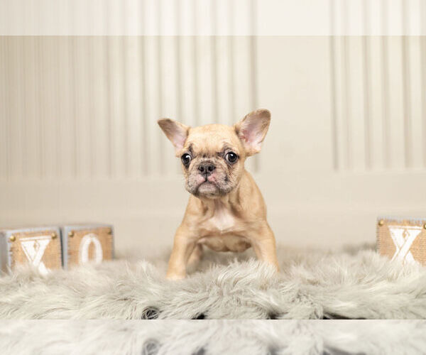 Medium Photo #5 French Bulldog Puppy For Sale in WARSAW, IN, USA