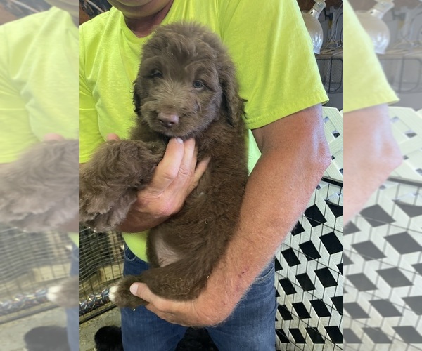 Medium Photo #2 Australian Shepherd-Bernedoodle Mix Puppy For Sale in COLUMBUS, IN, USA