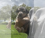 Small Photo #28 Doberman Pinscher-Greyhound Mix Puppy For Sale in CANAL WINCHESTER, OH, USA