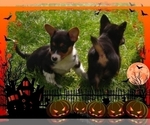 Small Photo #36 Pembroke Welsh Corgi-Scottish Terrier Mix Puppy For Sale in GREELEY, CO, USA